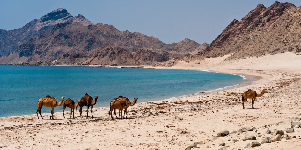 Arabian Sands Tours