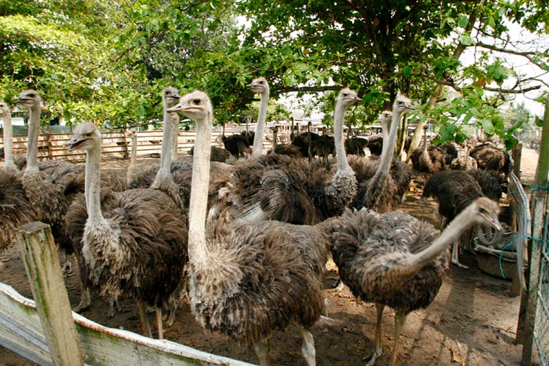 PD Ostrich Show Farm