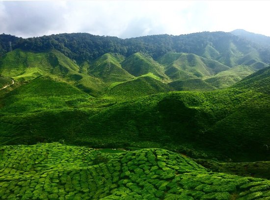 Cameron Highlands Jungle Trail No. 2