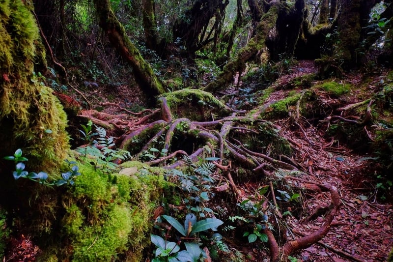 Mossy Forest