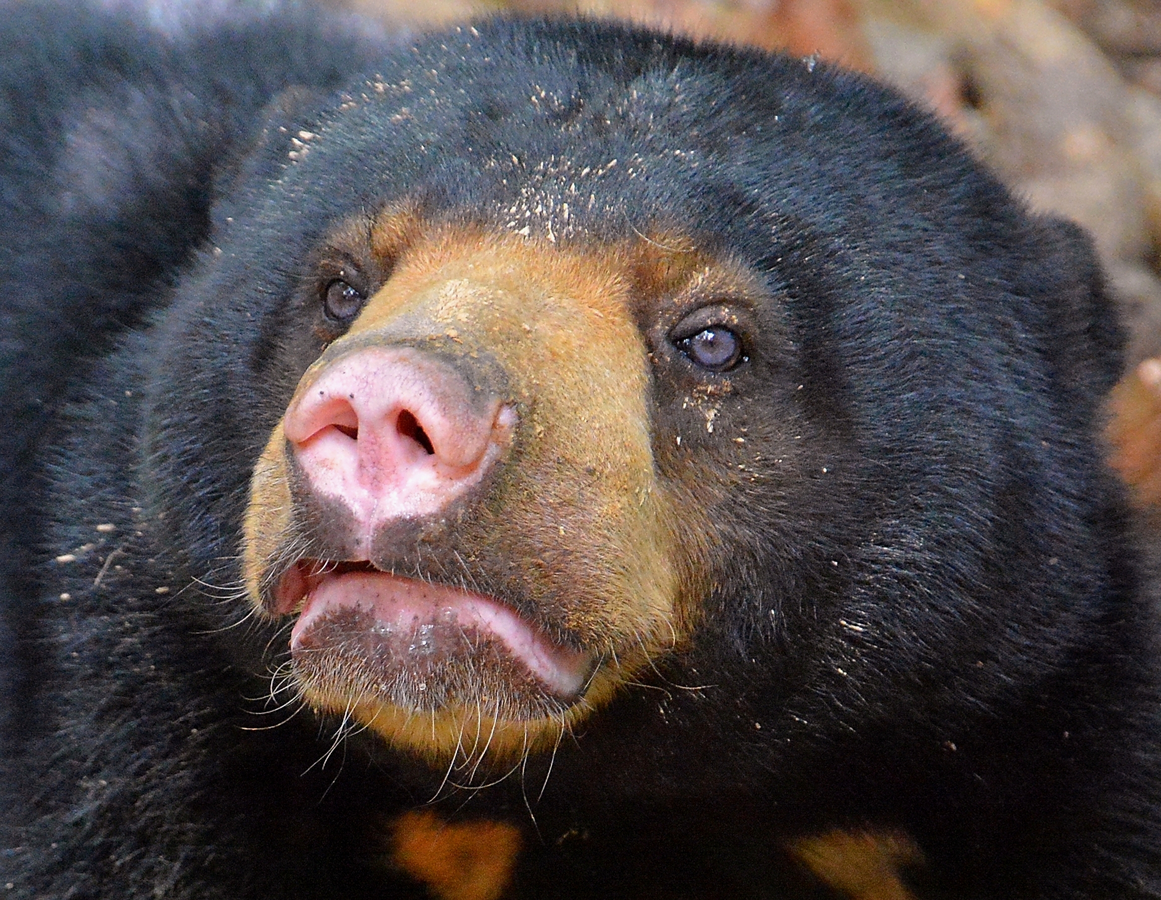 Bornean Sun Bear Conservation Centre