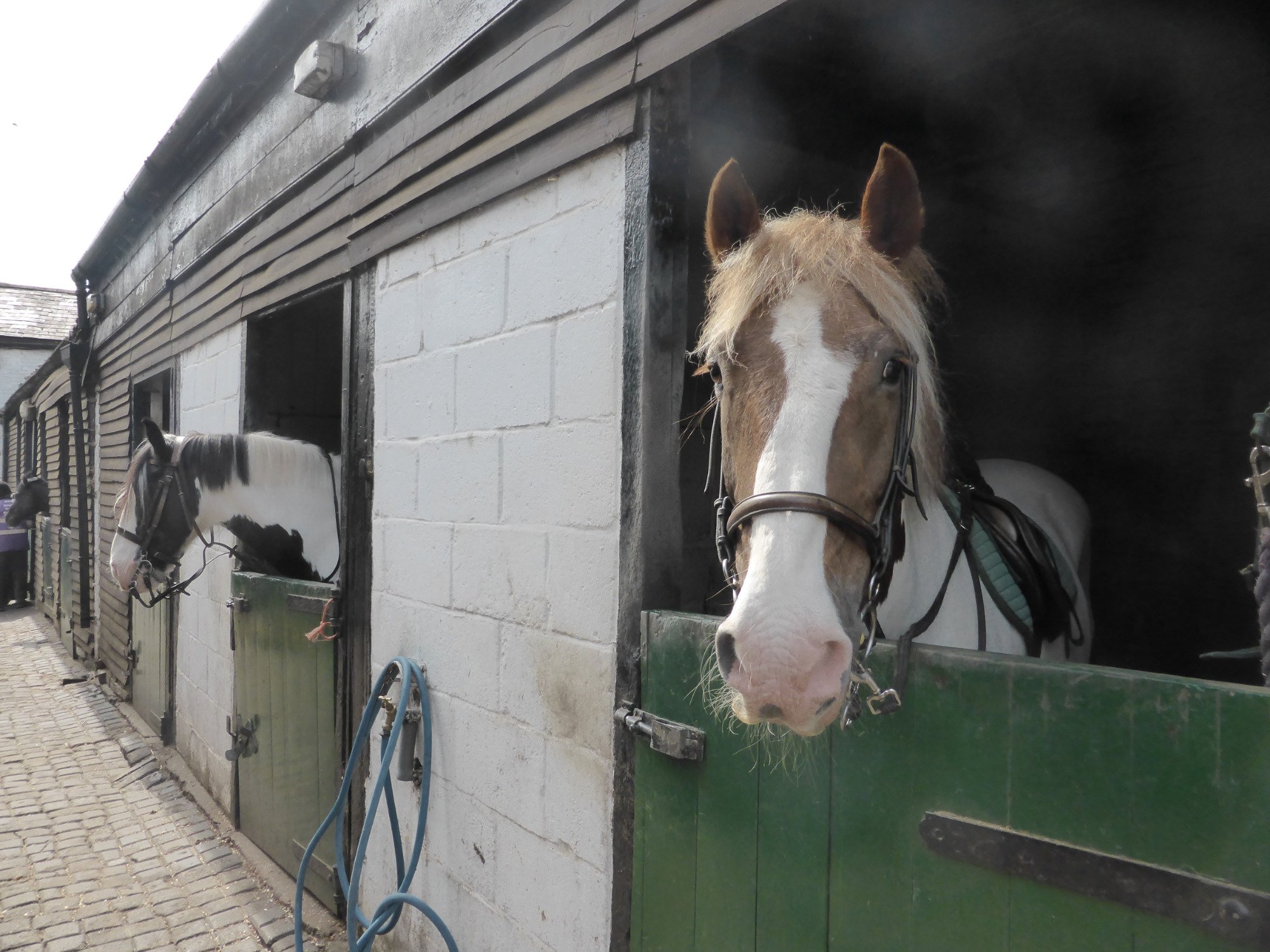 Ridgway Stables