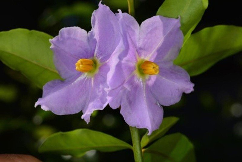 Rare Virgin Islands Flower Proposed for Endangered Species Protection