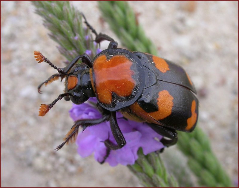 AmericanBuryingBeetle_DougBacklund_SDGameFishAndParks_FPWC-hpr.jpg