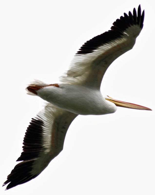 American_white_pelican_Robert_Burton_USFWS_FPWC.jpg