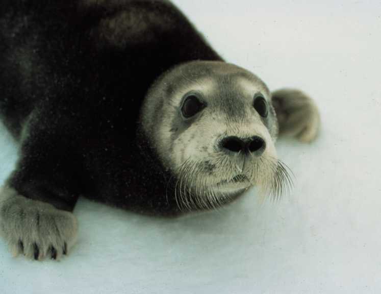 BeardedSealPup_NOAA_FPWC.jpg