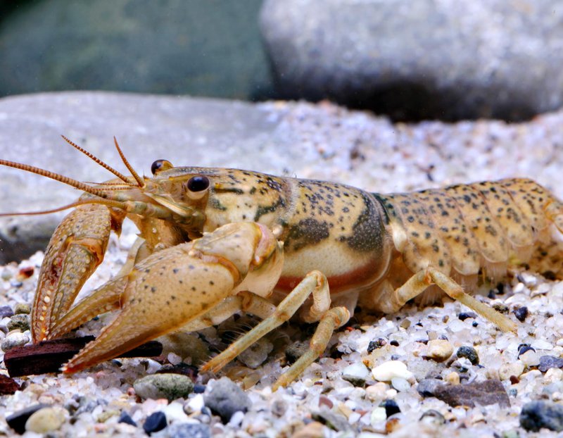 Big_creek_crayfish_Missouri_Department_of_Conservation_FPWC.jpg