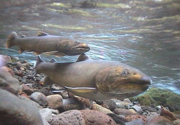 BullTrout_SalvelinusConfluentus_DaveBickford_WillametteForest_FPWC.jpg