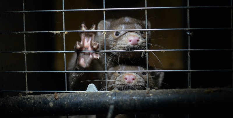 Caged minks/Jo-Anne McArthur hashtag MakeFurHistory