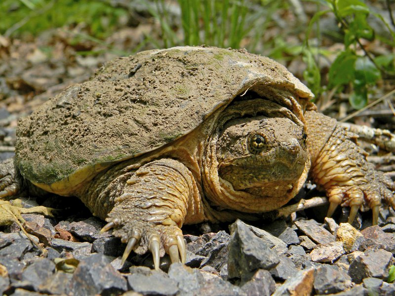 Common_Snapping_Turtle_Close_Up_Dakota_L_CC_BY-SA_FPWC.jpg