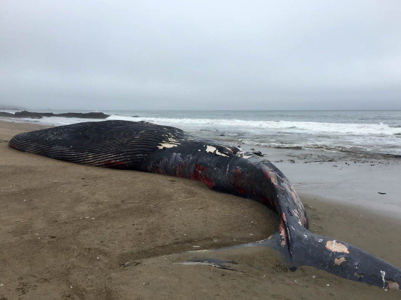 Dead blue whale after ship strike