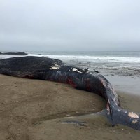 Dead blue whale ship strike.jpg
