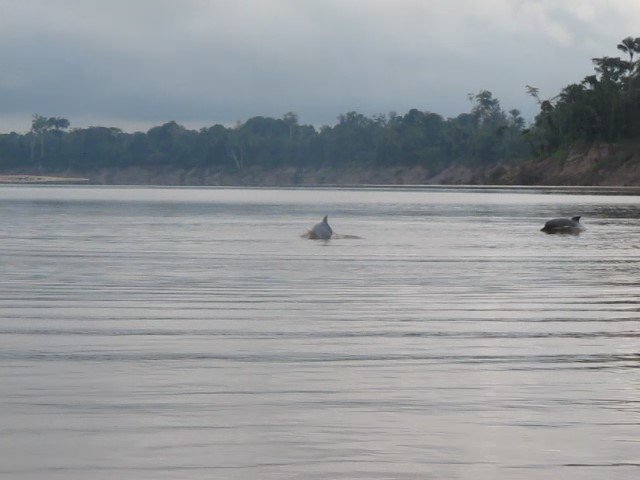 Dolphins_Rio_Javari_Brazil_Tierra_Curry_Center_FPWC.jpg