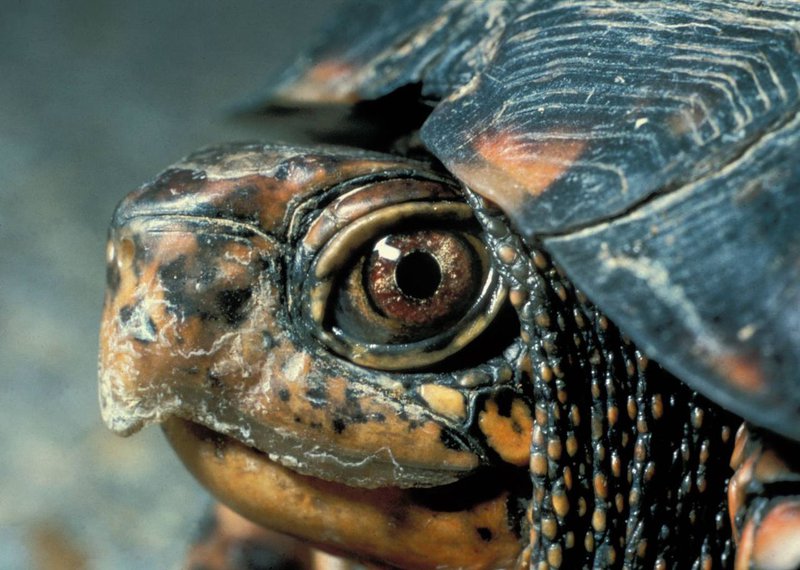 Eastern_Box_Turtle_Head_NPS_FPWC.jpg