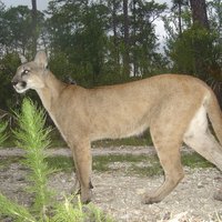 Florida panther