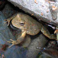 Foothill_Yellow-Legged_Frog_Amy_Lind_USFS_FPWC.jpg
