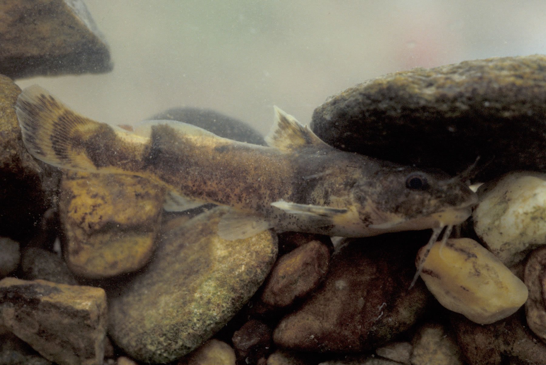 Frecklebelly Madtom Receives Endangered Species Protections in Georgia, Tennessee - Vimarsana News