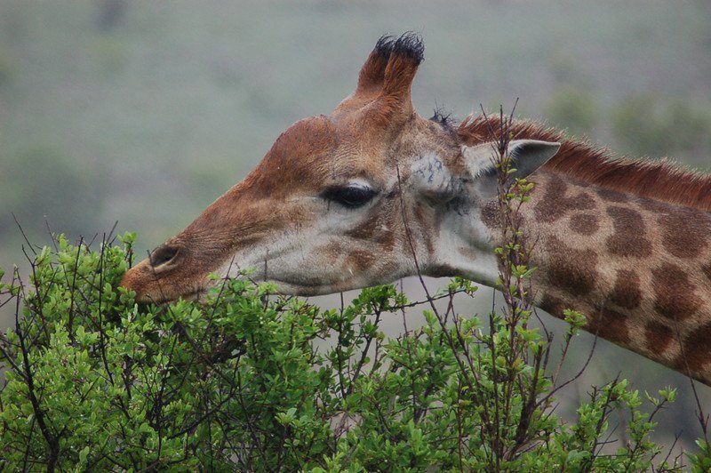 Giraffe-closeup-Tanya-Sanerib-Center-FPWC-scr.jpg