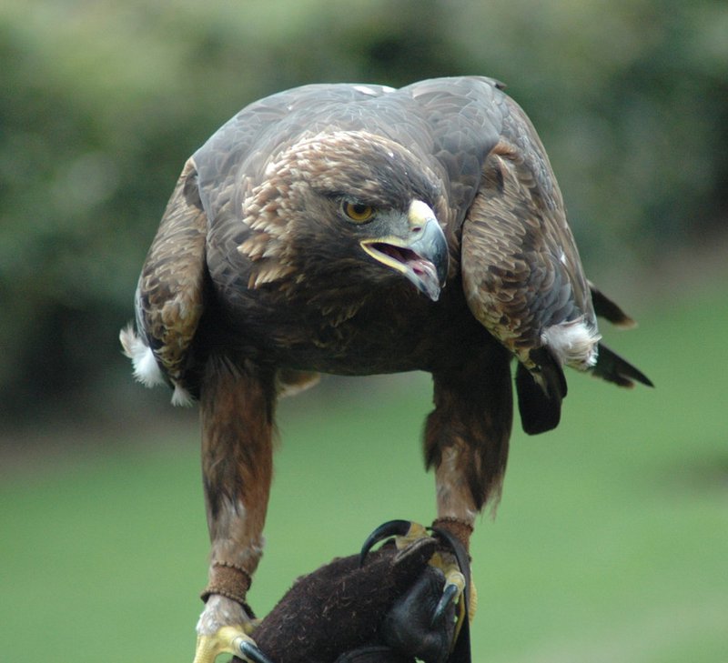 Golden_Eagle_J_Glover_Flickr_Commons_CC_BY_FPWC-scr.jpg