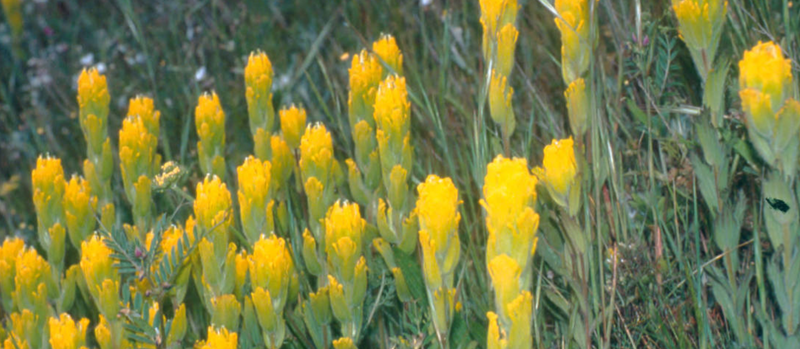 Golden_paintbrush_Robert_Pos_USFWS_FPWC.png