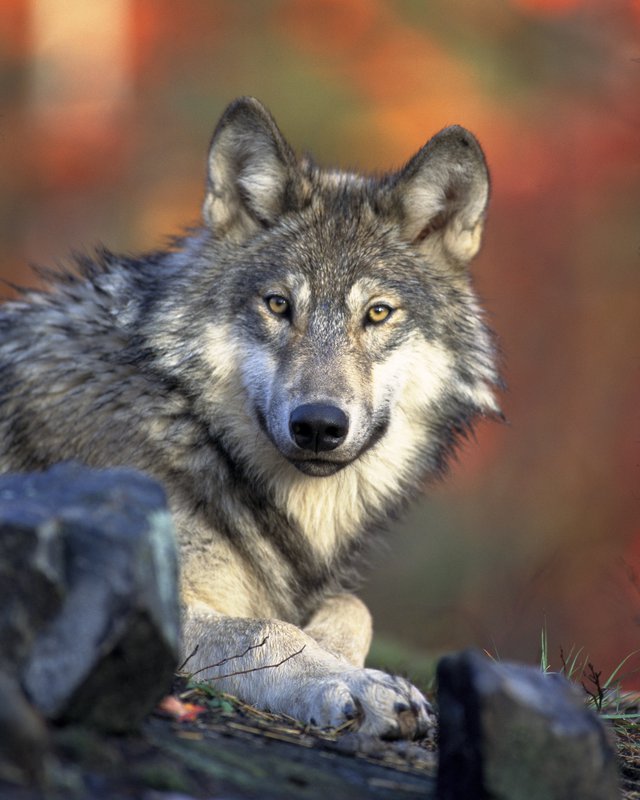 why is the endangered gray wolf