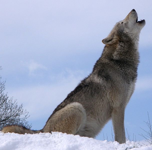 GrayWolf_WikimediaCommons_Retron_FPWC_PD.jpg