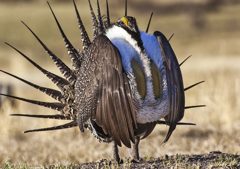 Greater_sage_grouse_BLM_Bob_Wick_FPWC-scr.jpg