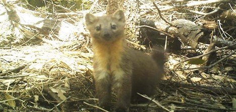 Humboldt marten