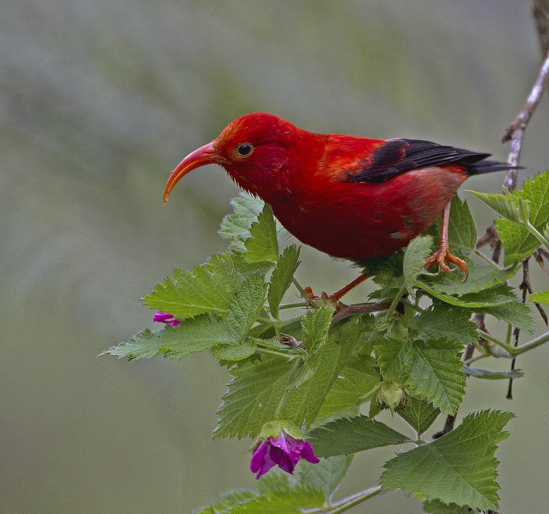 'I'iwi/Dan Clark, USFWS