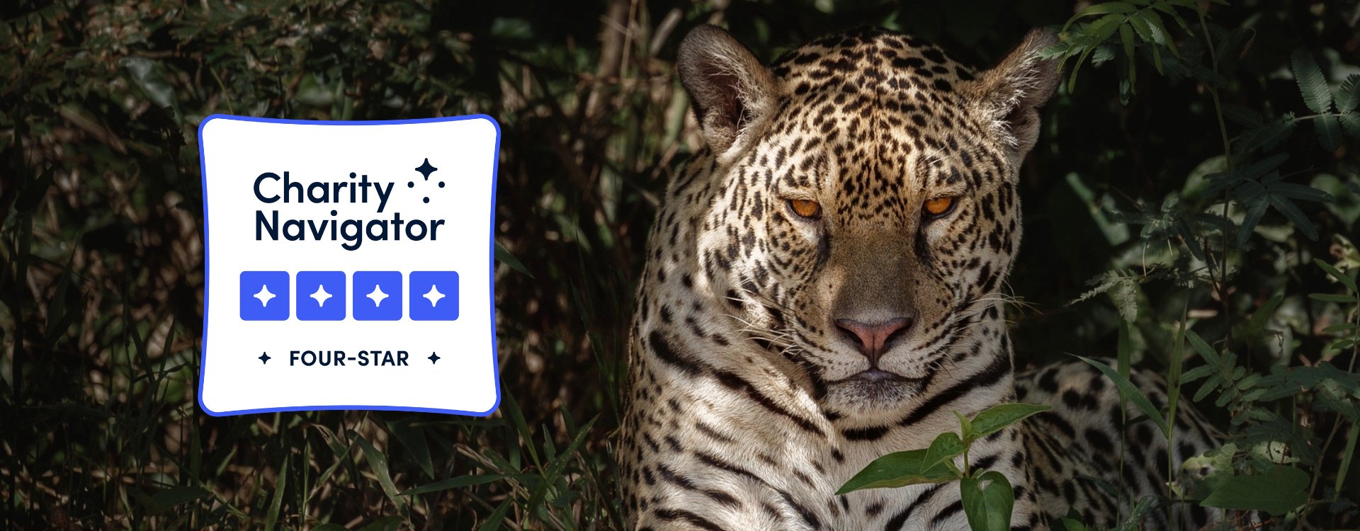 Jaguar Charity Navigator