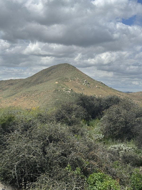 Jurupa oak