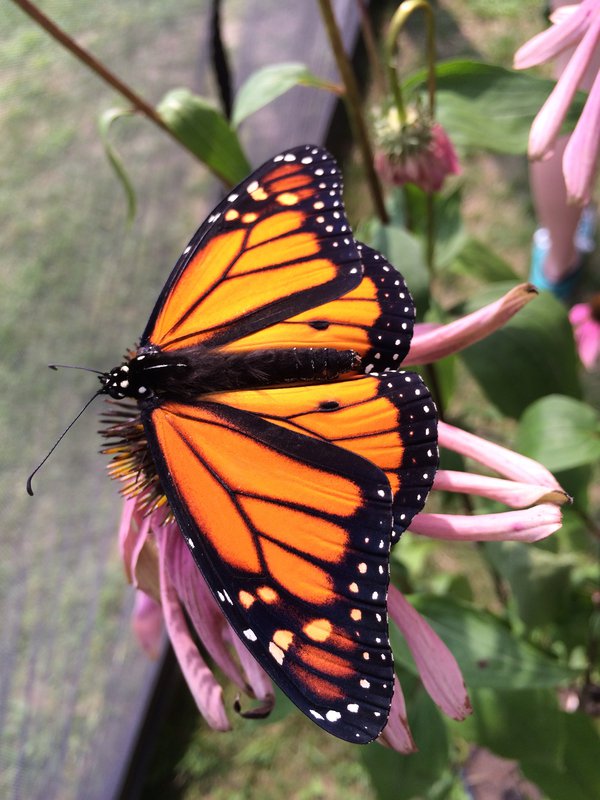 Monarch Butterfly Tierra Curry.JPG