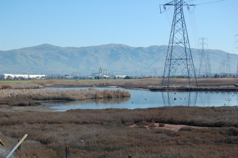 Newark Area 4 marsh