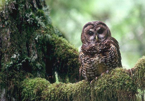 Lawsuit Filed to Protect Redwood Forest in California From Logging - Vimarsana News