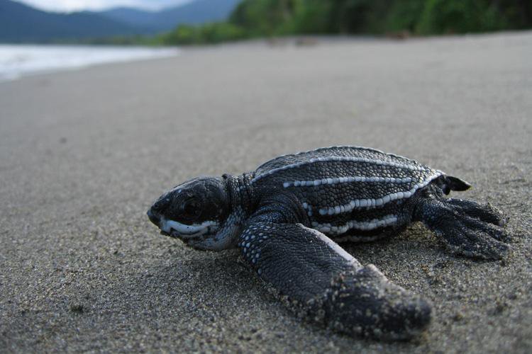 Pacific_leatherback_turtle_NOAA.jpg