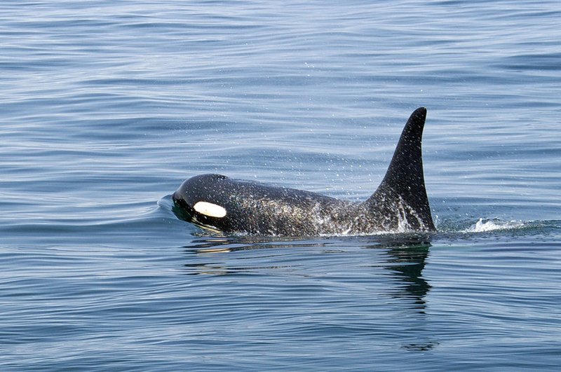 PugetSoundOrca_FlickrCreativeCommons_Malcolm_Surgenor_BY-NC-ND-scr.jpg