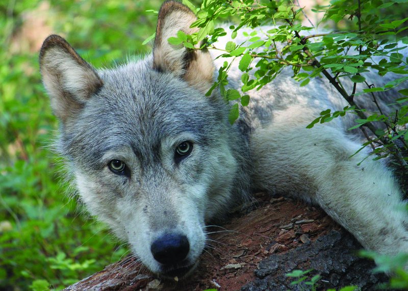 RS0462_wenaha_male_wolf_odfw-lpr