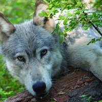 RS0462_wenaha_male_wolf_odfw-scr