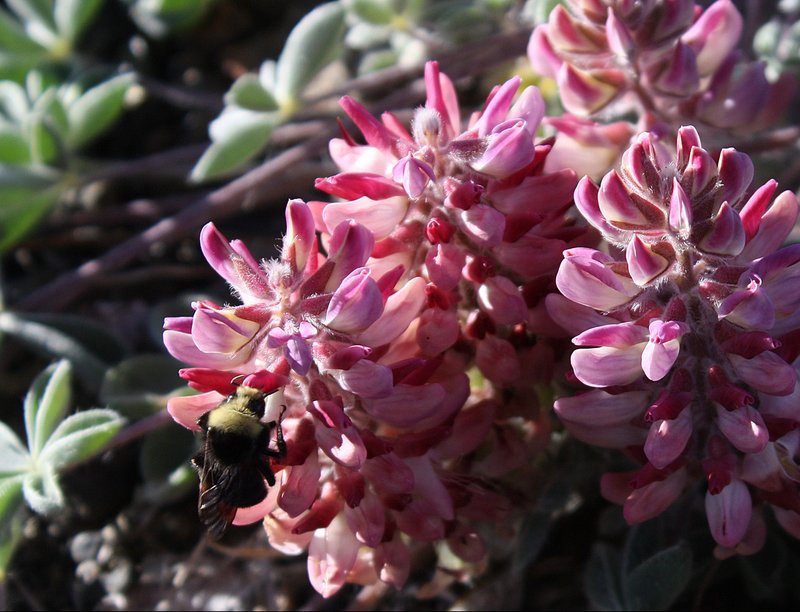 RS1_Lassics_Lupine_Close_Up_David_Imper_FPWC