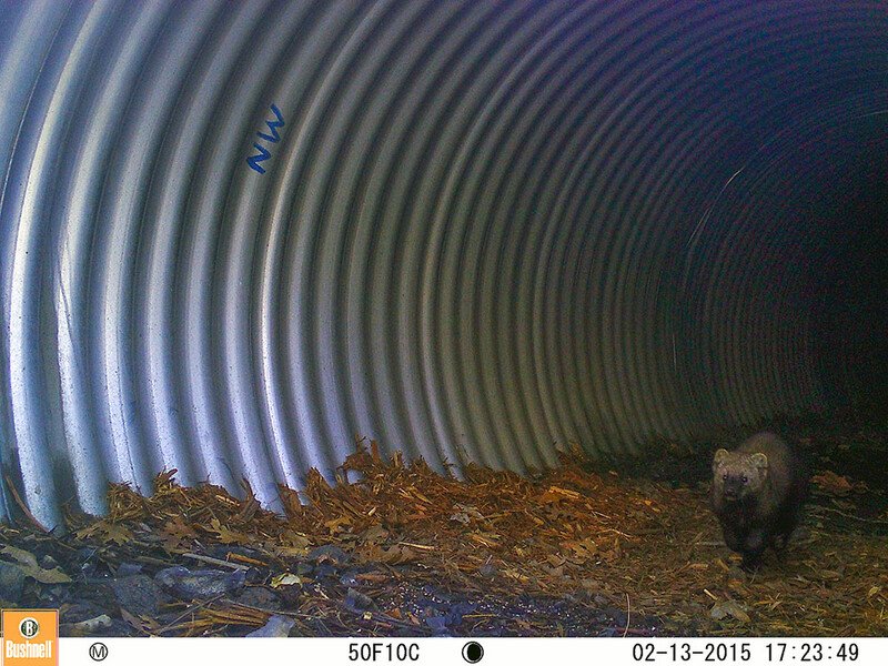 RSA Pacific fisher at the Twin Gulches Culverts_Caltrans-scr