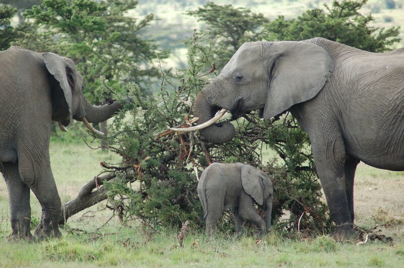 African elephants