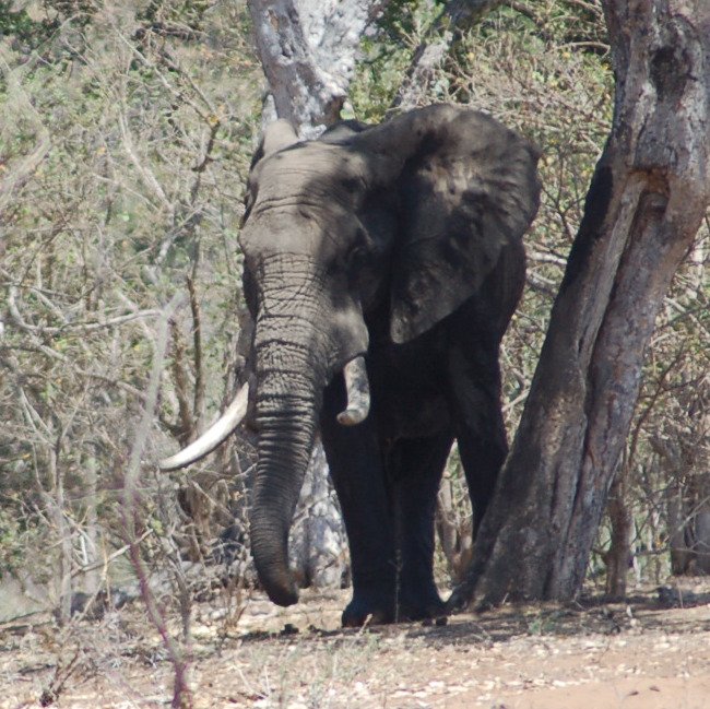 RSAfrican_elephant_Kruger_NP_Tanya_Sanerib_Center_FPWC-scr