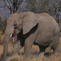 African savannah elephant in Botswana by Brett Hartl at the Center for Biological Diversity