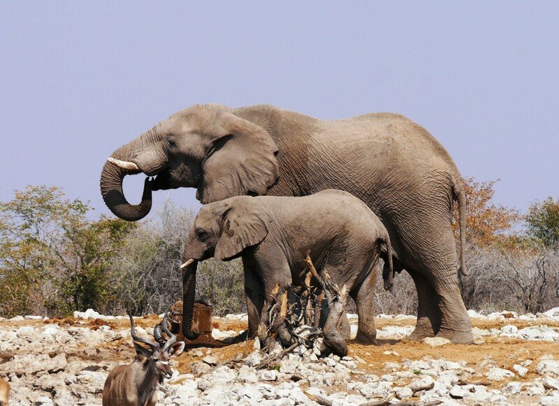 RSAfrican_savannah_elephant_Botswana_Brett_Hartl_Center_FPWC_3-scr