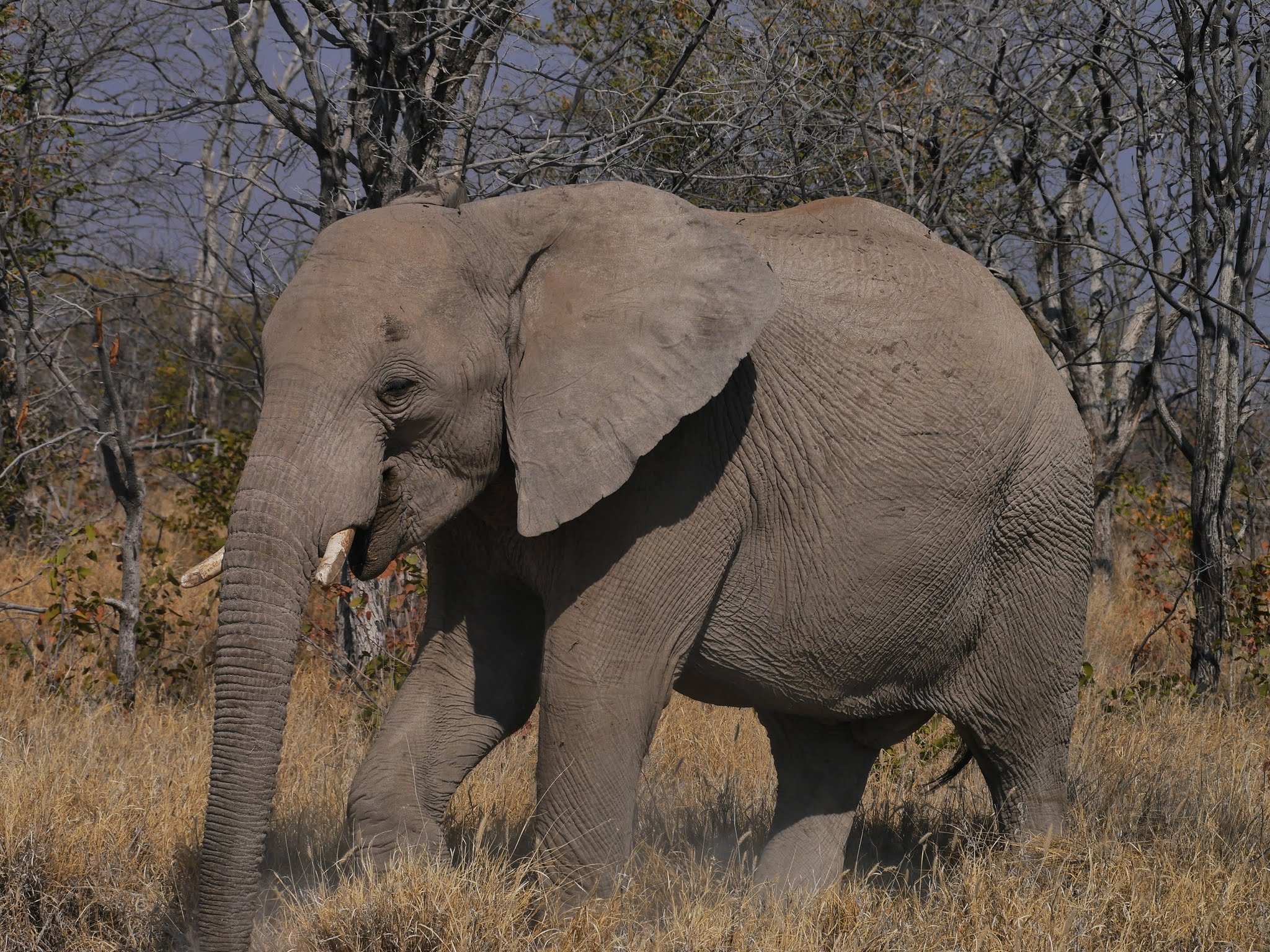 biologicaldiversity.org
