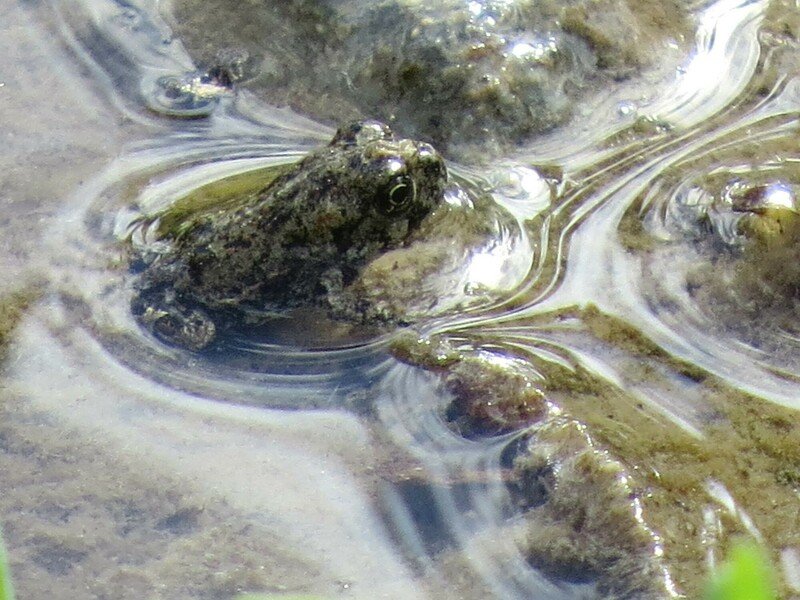 Emergency Endangered Species Protection Sought for Rare Nevada Toad - Vimarsana News