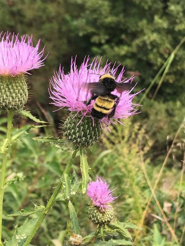RSAmerican_bumblebee_B.pensylvanicus_Female_on_Cirsium_Altissimum_Rock_Creek_NE_2020_Xerces_Society-KatieLamke (1)