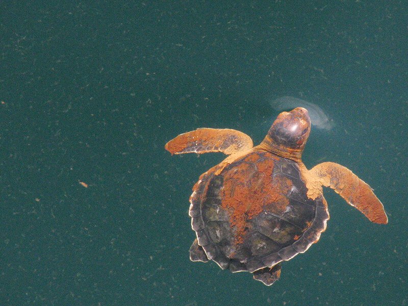 RSAn_oiled_Kemps_Ridley_sea_turtle_Deepwater_Horizon_oil_spil_by_Kate_Sampson_NOAA_FPWC-scr.jpg