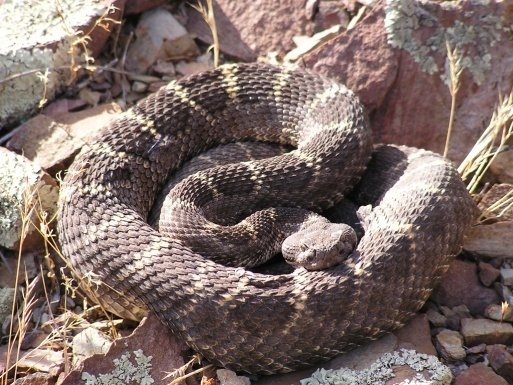 Arizona Black Rattlesnake photo taken by Erika Nowak at USGS FPWC