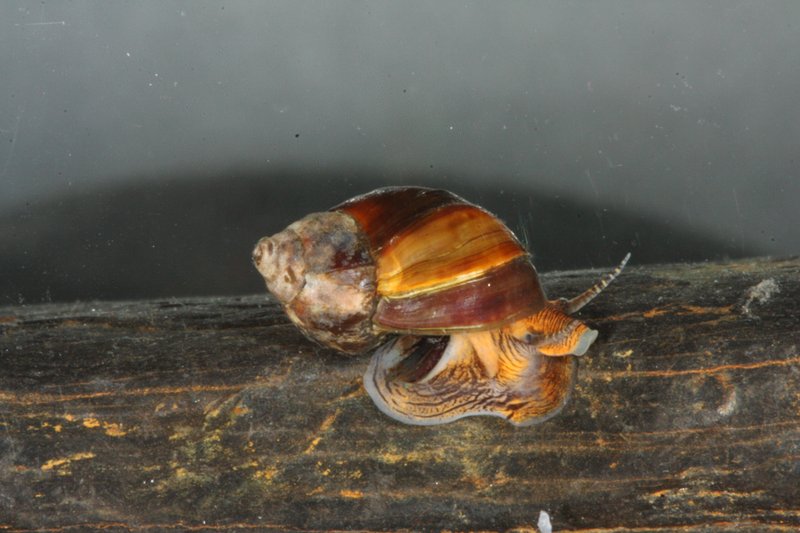 RSArkansas-Mudalia-Leptoxis-arkansasensis-Paul-Johnson-Alabama-DCNR-FPWC